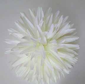 Хризантема игольчатая/белый 14 см 