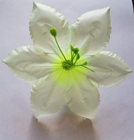 Голова цветка Клематиса атлас бело-зелёный