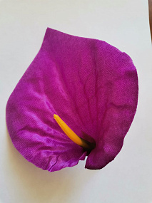 Голова цветка Антуриум атлас фиолетовый  