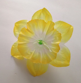 Нарцисс голова цветка атласс