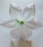 Голова цветка Клематиса атлас белый