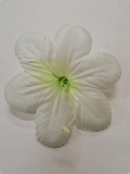 Голова цветка Пуансетия бело-зеленый