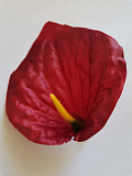 Голова цветка Антуриум атлас бордо