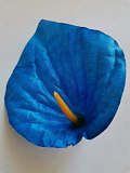 Голова цветка Антуриум атлас синий