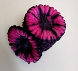Высечка цветка гвоздики фиолетовая с чёрным