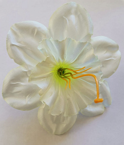 Голова цветка нарцисса атлас белозеленый 