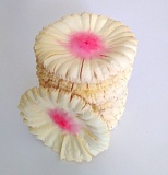 Высечка цветка гвоздики желто-розовая 