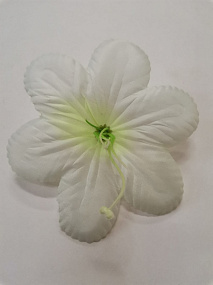 Голова цветка Пуансетия бело-зеленый